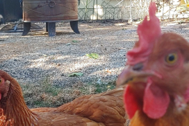 Backyard Chicken Jukebox - Day 139 - Burning Down the Chicken